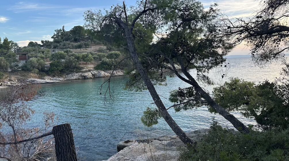 Pine trees above a rocky cove with turquoise sea at dusk